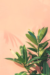 Fototapeta na wymiar Tropical green leaves with shadows on a pastel pink background, minimalist nature concept