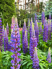 Blooming lupines in the garden