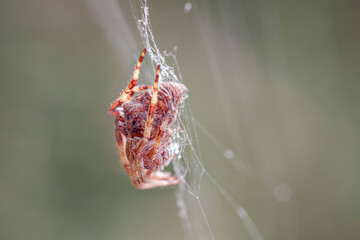 Spider and web closeup - 774995624