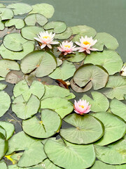 Water lily on a pond, floral background