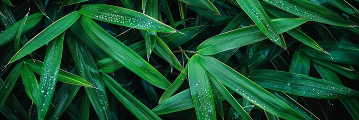 Fotobehang wallpaper bamboo leafs with dew fresh green aspect ratio 3:1 © 3dimensi2000