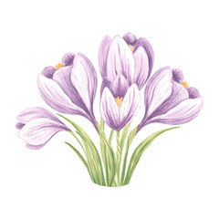 Violet crocus flowers with leaves. Isolated hand drawn watercolor illustration spring blossom saffron. Floral botanical drawing template for card of Mothers day, sticker, wedding, textile, embroidery.