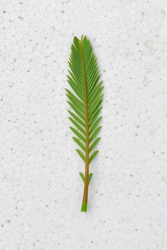 Green leaves isolated on white, Sesbania grandiflora tree leaves