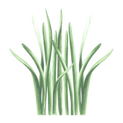 Bunch of green grass. Isolated hand drawn watercolor illustration of greenery, herb. Cartoon meadow plant drawing. Botanical template for greeting card, sticker, wedding, package, textile, embroidery.