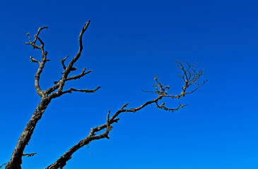 Dead tree branches and blue sky in Teresopolis, Rio de Janeiro, Brazil