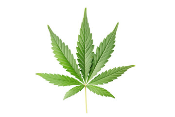 Cannabis (or hemp or marijuana) green fresh leaf isolated on transparent background, png file