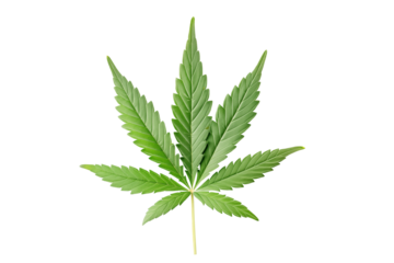 Cannabis (or hemp or marijuana) green fresh leaf isolated on transparent background, png file
