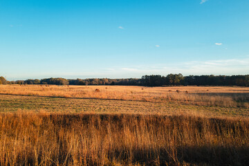 Field at sunset
