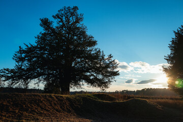 Field during sunset