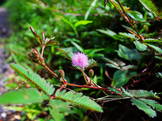 Close-up of Mimosa Pudica flower. 