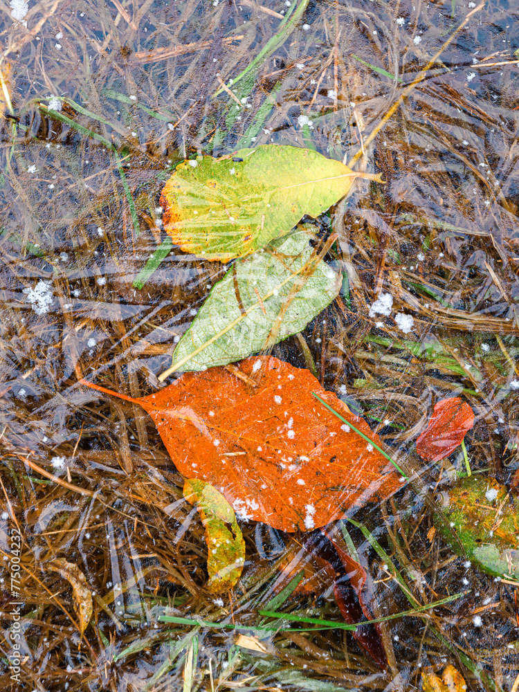 Wall mural multiple leafs underneath a layer of ice symbolizing the transition from autumn to winter.