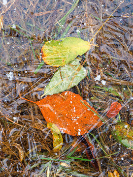 Multiple leafs underneath a layer of ice symbolizing the transition from autumn to winter.