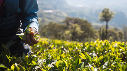 Worker on tea planation. Close-up of hand picking tea leaves in Sri Lanka..