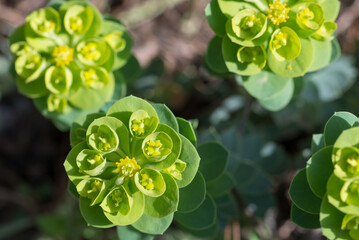 Euphorbia, garden spurge green flowers closeup selective focus - 775006647
