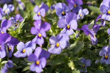 Viola tricolor, wild pansy violet flowers closeup selective focus