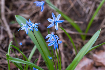 Blue scilla flowers closeup selective focus - 775006870