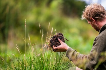 holding soil in hand. study soil health. soil fungi storing carbon through carbon sequestration on a farm, receiving carbon credits