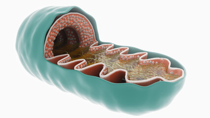 3D Rendering of a Mitochondrial Powerhouse