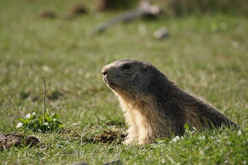 Marmota de los pirineos catalanes tomando el sol en un campo de césped verde atenta y vigilando a...