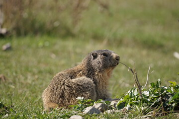 Marmota de los pirineos catalanes tomando el sol en un campo de césped verde