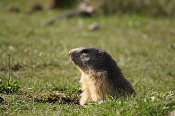 Marmota de los pirineos catalanes tomando el sol en un campo de césped verde vigilando que no...