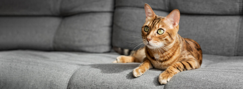 A Bengal cat lies on a gray sofa in the living room.