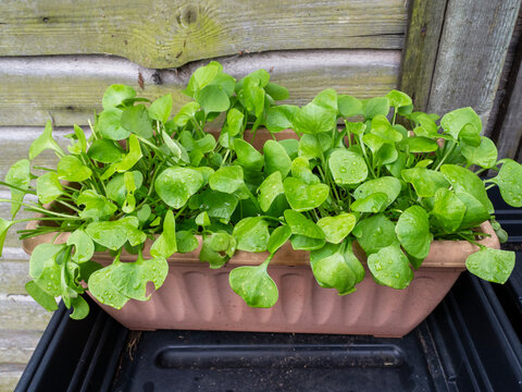 Miners lettuce, Claytonia perfoliata, growing in a plastic container
