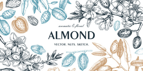 Almond background. Blooming branches, flowers, almond nut sketches. Hand drawn vector illustration. Botanical banner. NOT AI generated