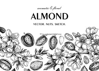 Almond banner design. Spring background. Blooming  branches, nuts, flower sketches. Healthy food hand-drawn illustration of almond nuts. NOT AI generated