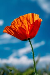 red poppy flower