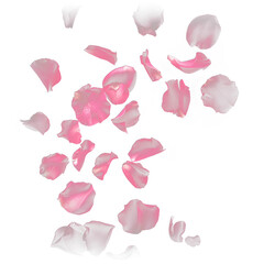  Pink rose flower petals transparent PNG overlays