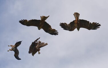Obraz premium Group of kites flying up in the sky
