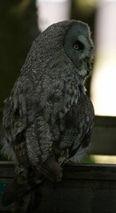 Great grey owl on a wooden bench