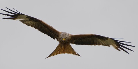 Red Kite flying in the gray sky