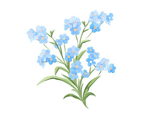ForgetMeNots flowers remove background , flowers, watercolor, isolated white background