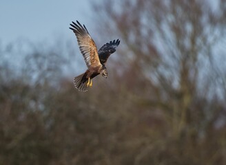 Marsh Harrier (Circus aeruginosus) flying in the air