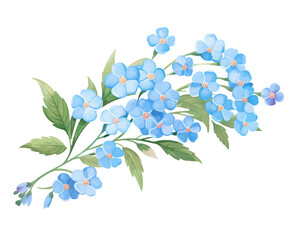ForgetMeNots flowers remove background , flowers, watercolor, isolated white background - obrazy, fototapety, plakaty
