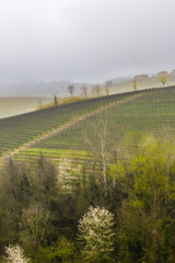 vineyards of the village of Barolo, in the Italian province of Cuneo