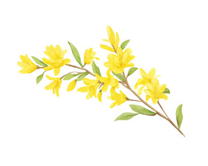 Forsythia flowers remove background , flowers, watercolor, isolated white background