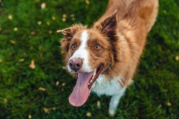 Border collie dog on the grass.