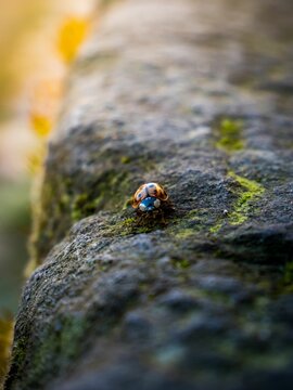 Beautiful closeup view of a ladybug on a tree bark