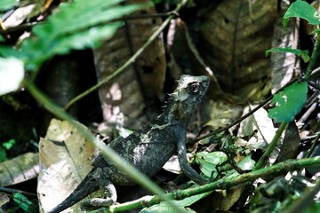 High angle closeup shot of an Acanthosaura Capra surrounded by green leaves