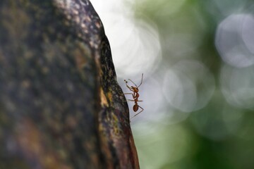 Macro closeup shot of a small ant on a tree in a forest
