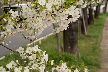 桜