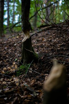 Vertical shot of a bever chewed tree bark found inside a forest