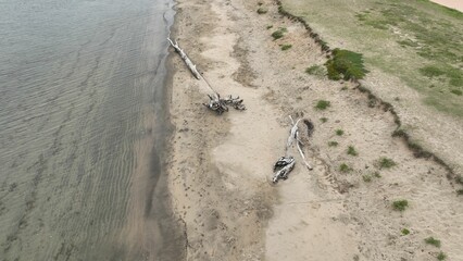 Aerial view of a beach with ocean waves and old broken trees near the water