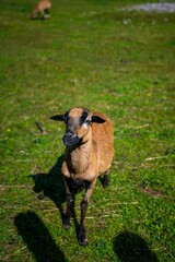 Vertical shot of a sheep found grazing in an open field on a sunny day