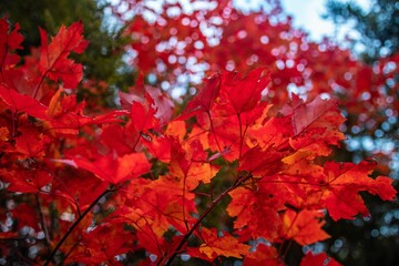 Closeup shot of red leaves found growing on a branch of a tree during autumn