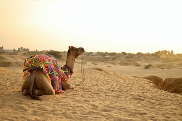 A decorated camel relaxing on the desert sand - obrazy, fototapety, plakaty
