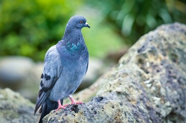 Closeup shot of a pigeon perched on a stone